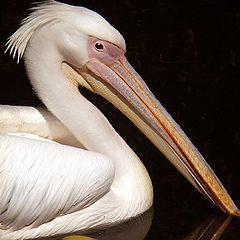 photo "Pelican"