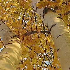 photo "Golden Canopy"