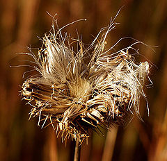 photo "Autumn`s Endings"