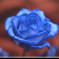 photo "Blue rose"