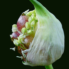 фото "Garlic flower"