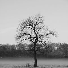 photo "Trees in fog"