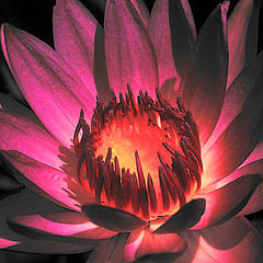 фото "Waterlilly"