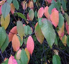 photo "color leafs"