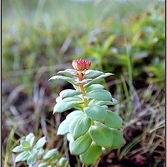 photo "Barents Sea flowers"