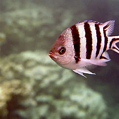 photo "Impudent fish"