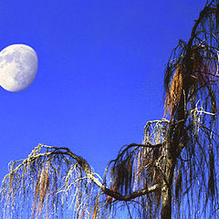 photo "Cry babytree and moon"