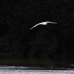 photo "Flying in the dark one"