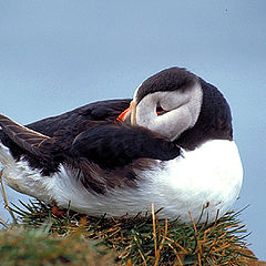 photo "Sleepy Puffin"