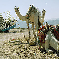 photo "Desert ships"