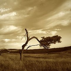 фото "Skyland Meadows"