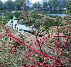 photo "red plant"