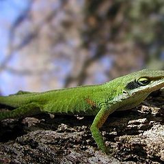 photo "Anole"