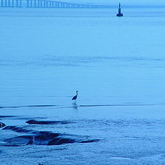 photo "Sentinels in blue"