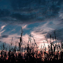 фото "Let the Harvest Begin"