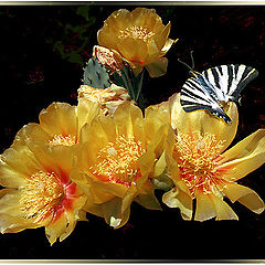 photo "Cactus flower"