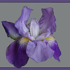 photo "Iris"