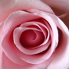 фото "Pastel Pink....."