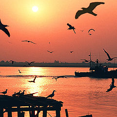 photo "Happiness sea gulls"