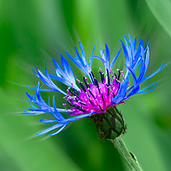 photo "Simply ... the Cornflower"