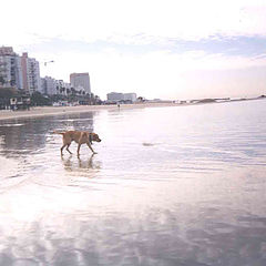 photo "Walks on water"