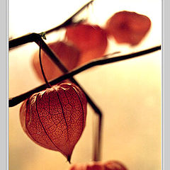 photo "Physalis"