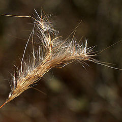 photo "Watching for the Wind"