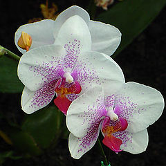 фото "Orchid"