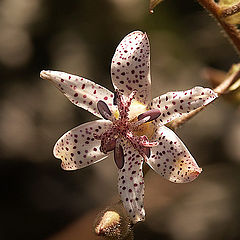 photo "tricyrtis #3"