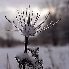 фото "Цветок зимы"