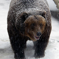 photo "bear"