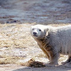 photo "Little white bear"