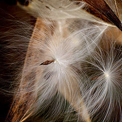 photo "Remains of Summer"