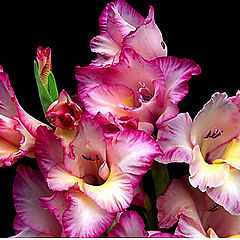 photo "Gladioli"