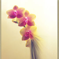 photo "Orchids"