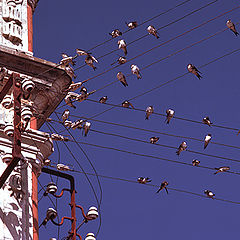 photo "Swallows, music paper-ruler"