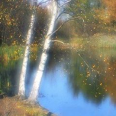 photo "Birches at a pond"