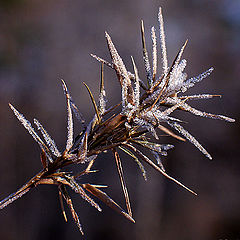 фото "Iced Blues"