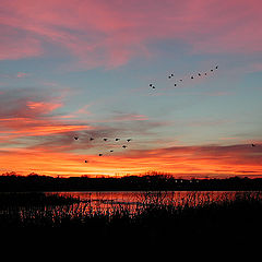 photo "Painted Skies"