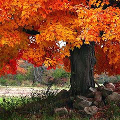 photo "fall colors in sussex county"