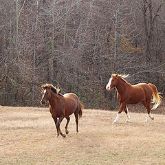 фото "Follow Me! Hurry Up!"