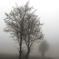 фото "A Foggy Day II"