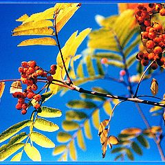 photo "Ashberry the Red"