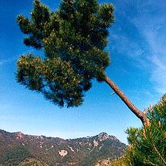 фото "The pine tree"