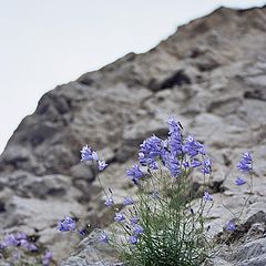 фото "Колокольчики мои..."