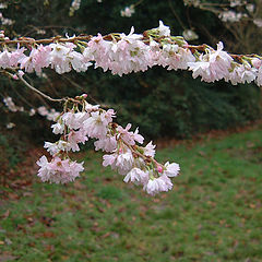 photo "Winter Bloom"