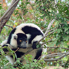 photo "Black and White Ruffed Lemur"