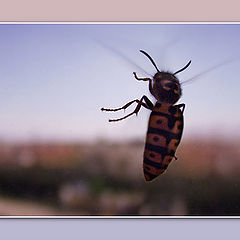 photo "A Flight of the Wasp"