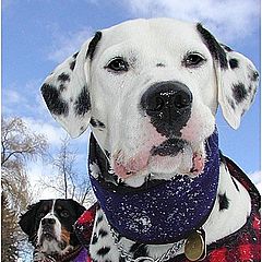 photo "Snow Dogs"