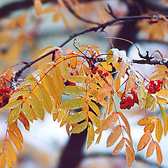 photo "first snow"